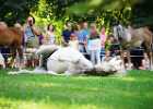 DSC01779 Lipizzaner im Burggarten Foto Pfluegl 160719